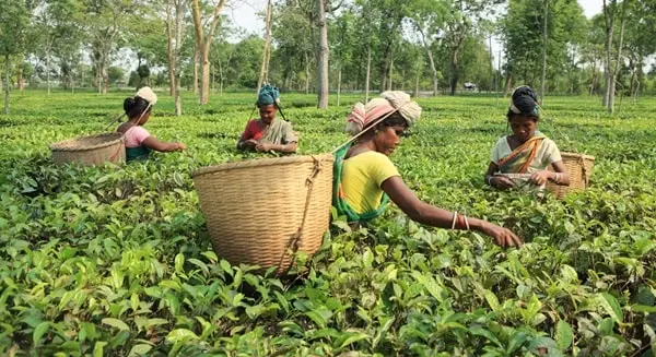 Assam-Tea-State