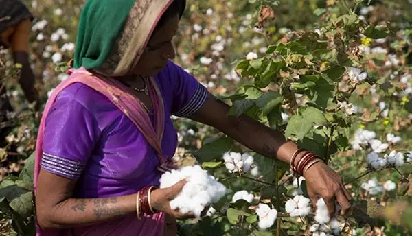 Cotton-crop-india