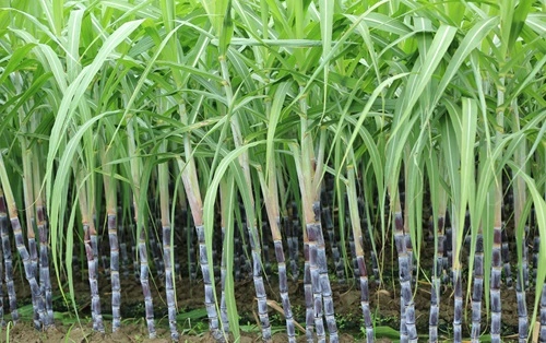 Sugarcane