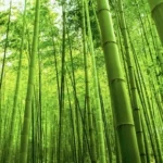 Bamboo Producing