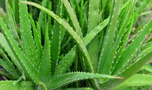 Aloe Vera