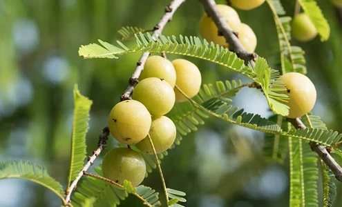 Amla