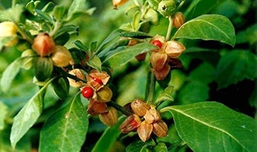 Ashwagandha