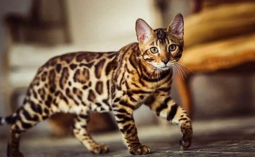 Bengal Cats