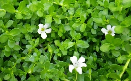 Brahmi