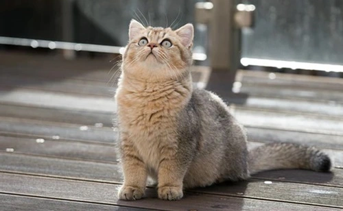 British Shorthair