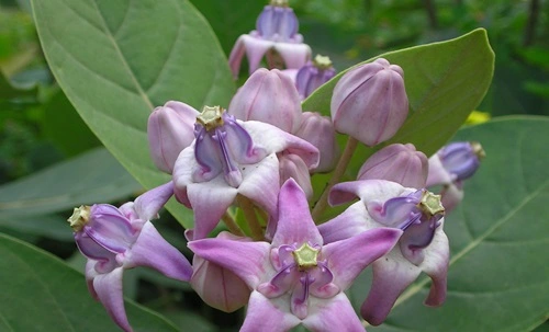 Calotropis