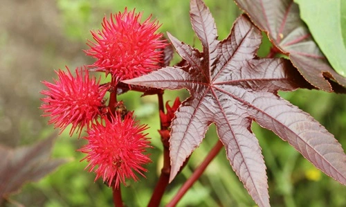 Castor Bean Plant