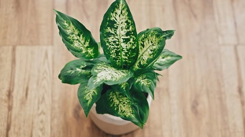 Dieffenbachia