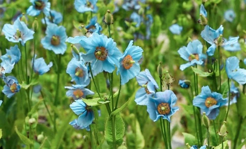 Himalayan Blue Poppy