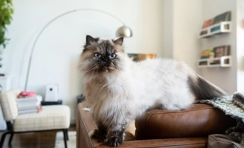 Himalayan Cats