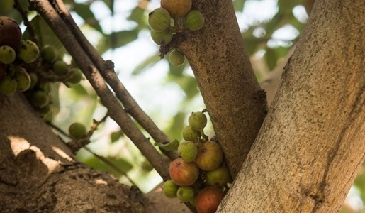 Indian Wild Fig