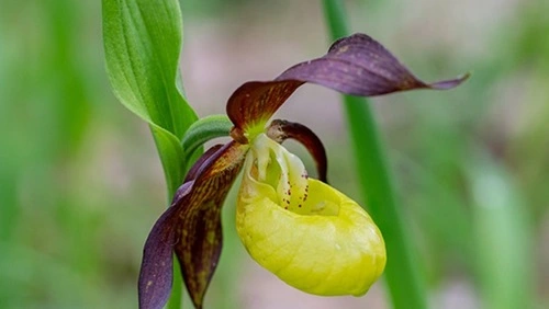 Lady’s Slipper Orchid