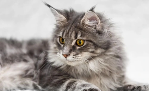 Maine Coon