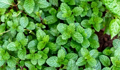 Peppermint