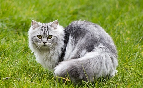 Persian Cats