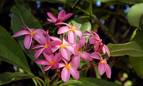 Plumeria