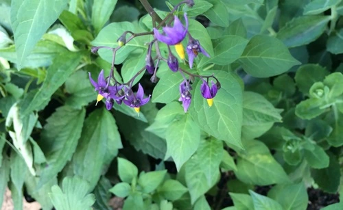 Purple Nightshade