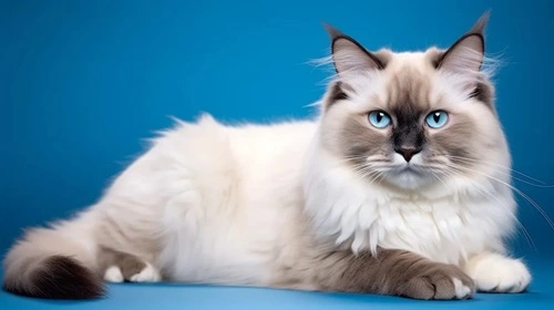 Ragdoll Cats