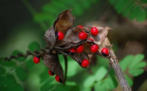 Rosary Pea