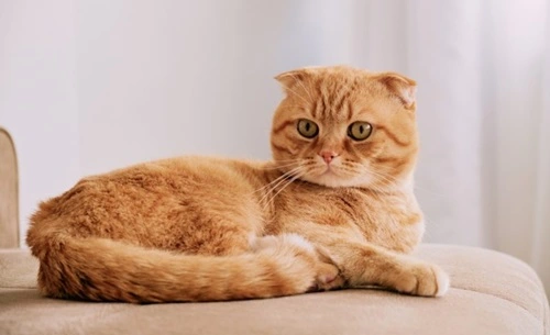 Scottish Fold Cats