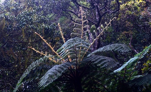 Western Ghats Tree Fern