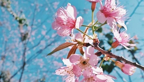 Wild Himalayan Cherry