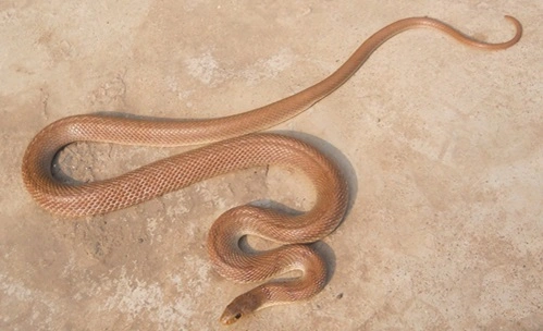 Banded Racer