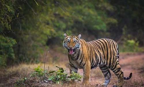 Bandhavgarh National Park