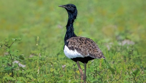 Bengal Florican