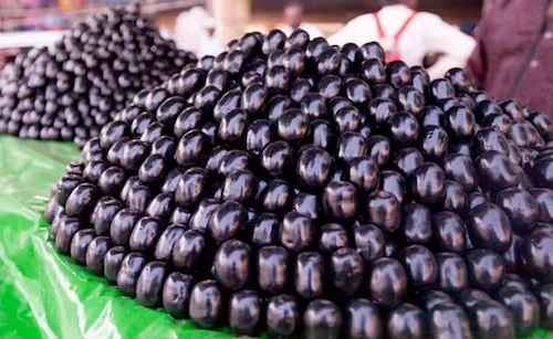 Black Plum or Jamun