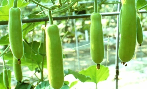 Bottle gourd