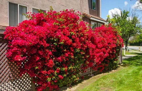 Bougainvillea