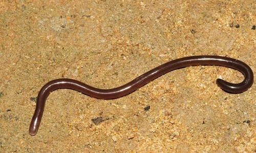 Brahminy Blind Snake