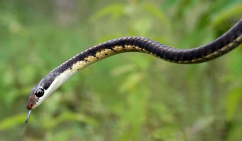 Bronzeback Tree Snake