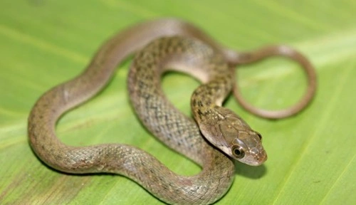 Checkered Keelback