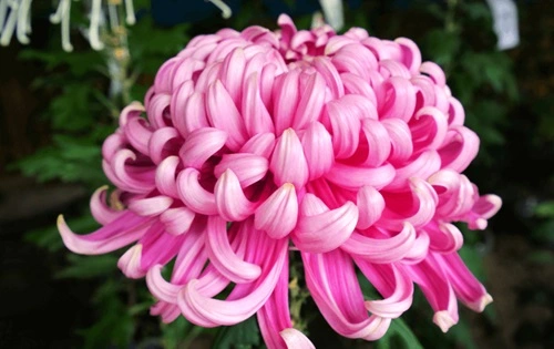 Chrysanthemum