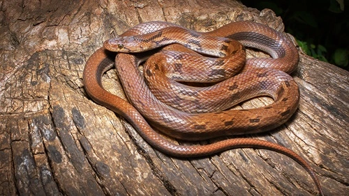 Common Trinket Snake