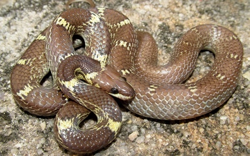 Common Wolf Snake