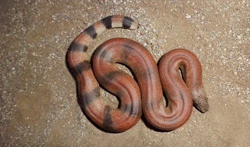 Common sand boa