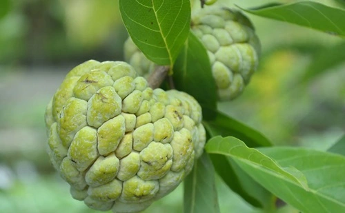 Custard Apple