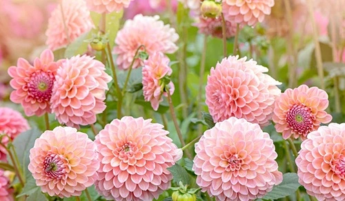 Dahlias