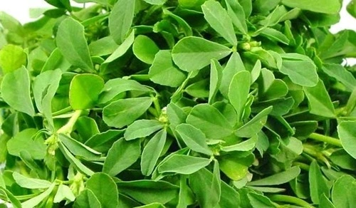 Fenugreek(Methi)