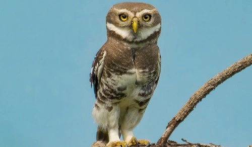 Forest Owlet