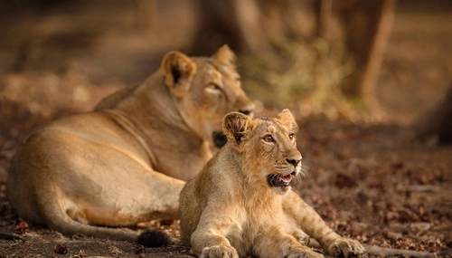 Gir National Park