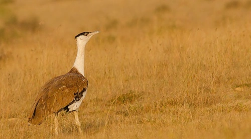 Great Indian Bustard