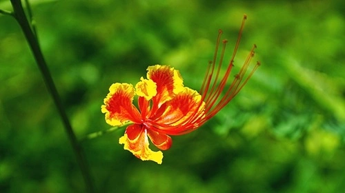 Gulmohar flowers