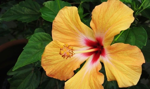 Hibiscus