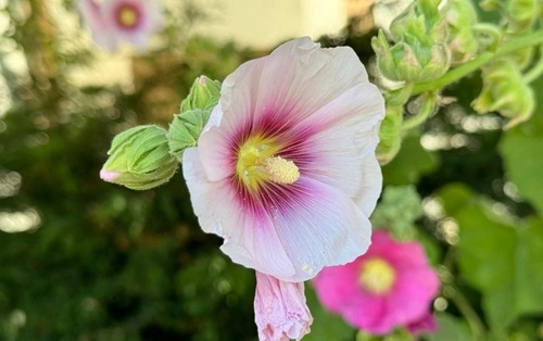 Hollyhock