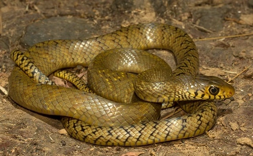 Indian Rat Snake